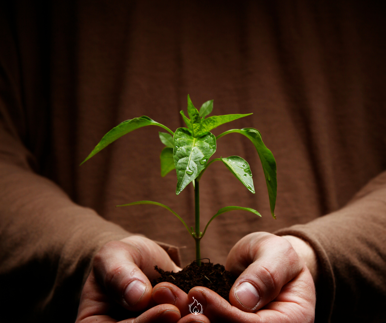 Plantación de Iglesias